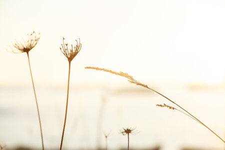 A super minimalistic background of some plants with the sun flares during a sunset with a lot of copy spaceの写真素材