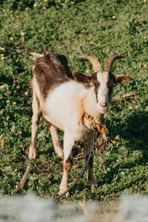 A close up of a goat eating grass while relaxing on the grass with baby goatsの写真素材