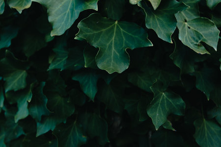 A background of dark green leaves with super texture and copy space and texture with dark shadowsの写真素材