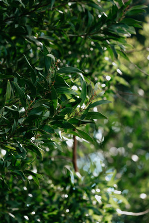A background made of green plants with sun light reflecting over it and a lot of copy spaceの写真素材
