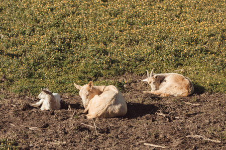 A bunch of brown goats eating grass while relaxing on the grass with baby goatsの写真素材