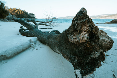 A white sand beach in Spain during a bright day with copy space and a giant fallen trunk