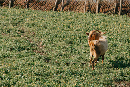 A close up of a goat eating grass while relaxing on the grass with baby goatsの写真素材