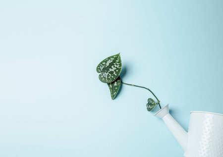 Minimal background of a plant and a water can over a pastel blue background with copy space wold eco...