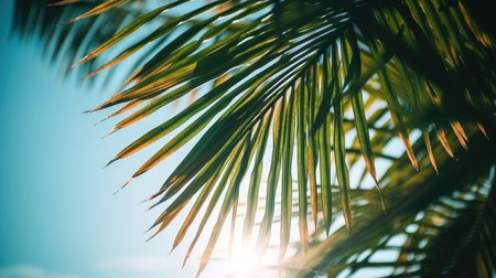 Photo of sun rays passing through the lush green palm tree leaves, beach summer concept, backgroundの素材