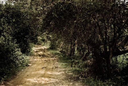 Lit path under alley in the woodsの写真素材