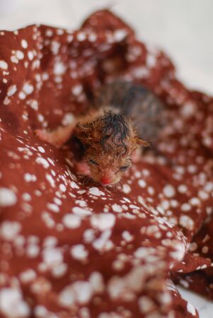 newborn baby kitten on brown fabricの写真素材