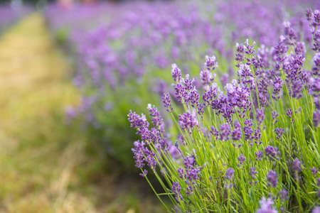 Lavender bushes closeup on sunset.. Field of Lavender, Lavender officinalis. Lavender flower field, image for natural background.Very nice view of the lavender fields.の写真素材