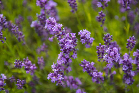 Lavender bushes closeup on sunset.. Field of Lavender, officinalis. Lavender flower field, image for natural background.Very nice view of the lavender fields.の写真素材