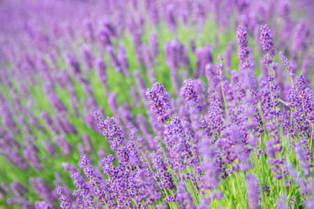 Lavender bushes closeup on sunset.. Field of Lavender, Lavender officinalis. Lavender flower field, image for natural background.の写真素材
