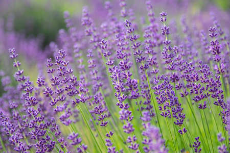 Lavender bushes closeup on sunset.. Field of Lavender, Lavender officinalis. Lavender flower field, image for natural background.の写真素材
