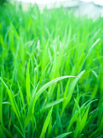 Fresh green grass background in sunny summer dayの写真素材
