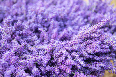 Detaiil of blossoming lavender purple flowers, close-upの写真素材