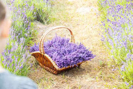 A wicker basket of freshly cut lavender flowers in the hands of girl in a dress among a field of lavender bushes. The concept of spa, aromatherapy, cosmetology. Soft selective focus.の写真素材