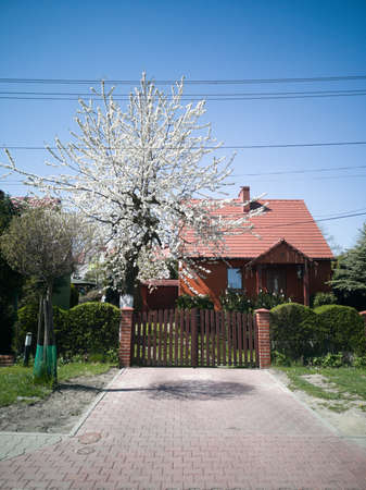 The beautiful brown two-story house next to trees with flowering tree on blue sky background.の写真素材
