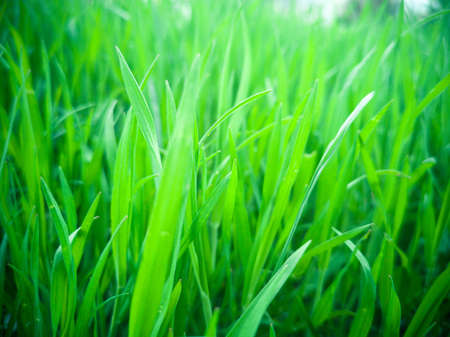 Fresh green grass background in sunny summer dayの写真素材