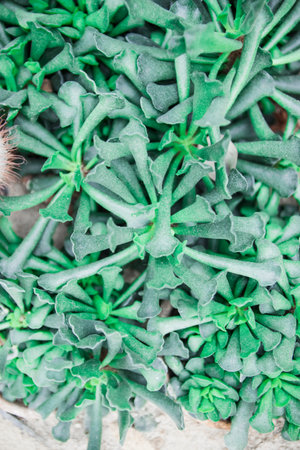 Texture green prickly cacti close-up, beautiful background. Densely growing cacti in Sunny weather...