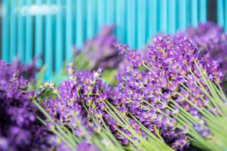 Bouquet of lavender a turquoise background. Flatlay french provence style flower blossom. Lavender...