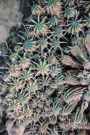 Texture green prickly cacti close-up, beautiful background. Densely growing cacti in Sunny weather...