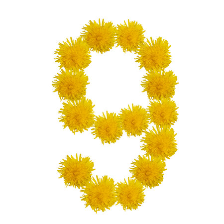 Number nineof flowers, figures from dandelions, is isolated.の写真素材