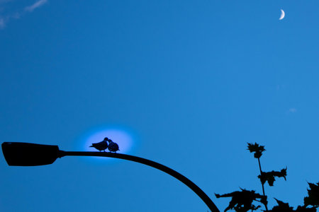 two pigeons kissing on top of the lamppost in the moonlight