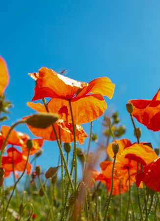 field of red poppies in a saturated, colorful blueの写真素材