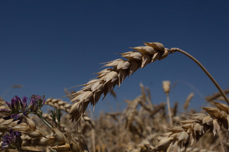 golden wheat spikes moving in the wind on a summer day