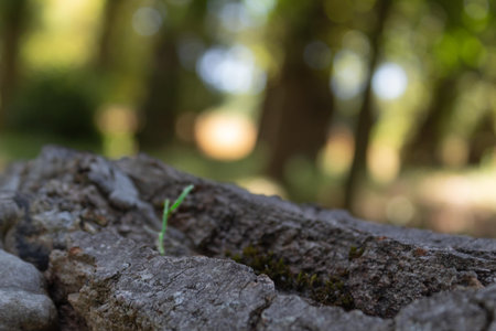 a green shoot from a dry, fallen tree with selective blurring