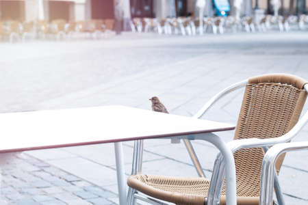 bird perched on a bar table on a summer dayの写真素材