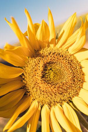 detail of the yellow sunflower flower on a sunny day
