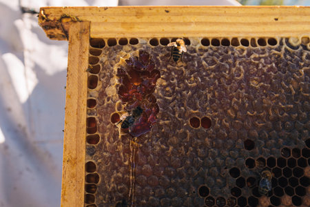 selective focus of a beehive where its hexagonal structure can be seen and the honey that overflows...