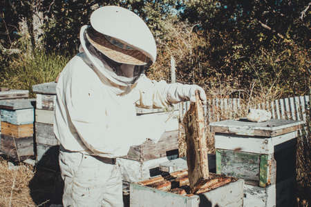 young beekeeper with special suit scaring the bees from the apiary to transport the honeycombs for consumptionの写真素材