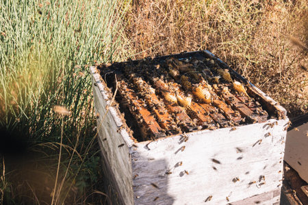 selective focus of an open apiary where you can observe the honeycombs with those insects and the...