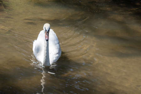 white swan swimming elegantly and majestically in the middle of a river on a summer day concept animals birdsの写真素材