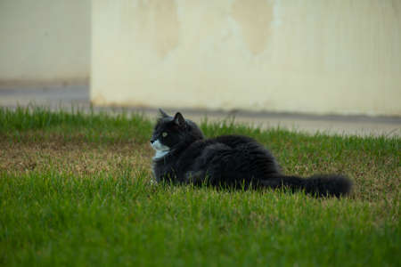 black and white angora cat resting on the grass concept animalsの写真素材
