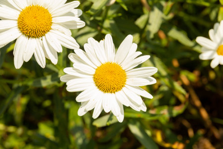 detail of the daisy flower or bellis perennis chiribita in the field