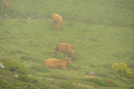 brown cows in the middle of a mountain with fogの写真素材