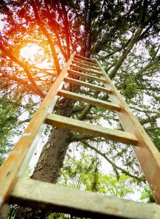 wooden ladder leaning against a tree on a sunny day