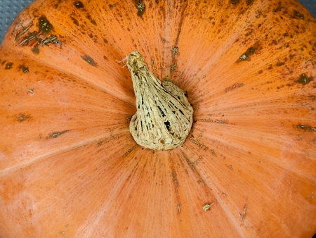 Top view of an orange pumpkin showing its stem and natural skin detailsの写真素材