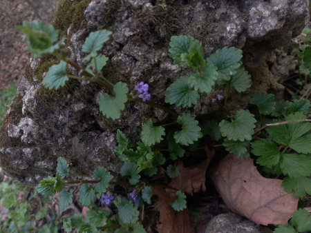 A selective focus shot of a small plant with green leaves on a rockの写真素材