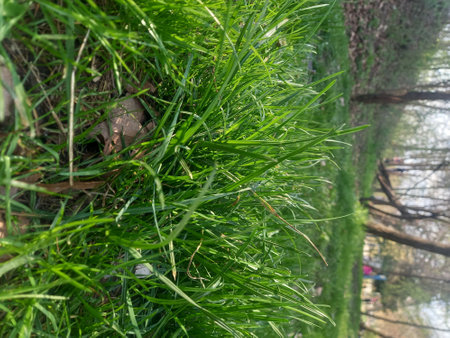 Green grass in the garden. Green grass in the garden. Natural backgroundの写真素材