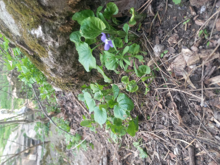 Purple violets (Viola odorata) in the forestの写真素材