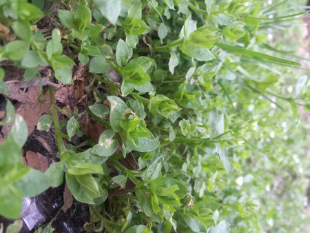 green leaves in the garden, close-up. High quality photo
