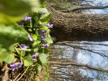 Violet flowers on a tree trunk in the forest. Close-upの写真素材