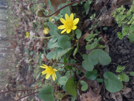Marsh marigold (Caltha palustris) in bloomの写真素材