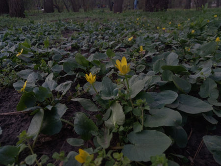 Caltha palustris - Caltha palustrisの写真素材