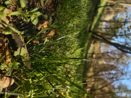 Close-up of a green grass on a tree in the forestの写真素材