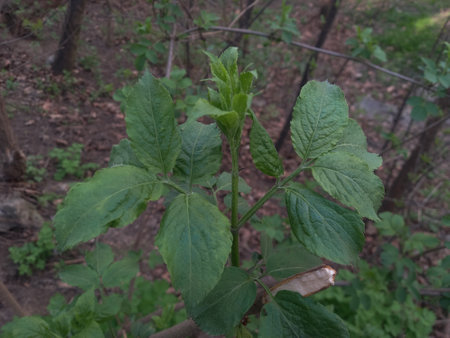 A closeup shot of a green leafy plant in the forestの写真素材