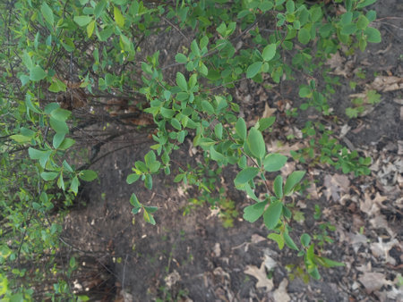 Green leaves of a shrub in the garden. High quality photoの写真素材