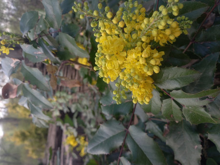 Yellow flowers of Acacia dealbata, commonly known as the European acacia or European acacia.の写真素材
